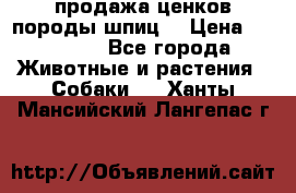 продажа ценков породы шпиц  › Цена ­ 35 000 - Все города Животные и растения » Собаки   . Ханты-Мансийский,Лангепас г.